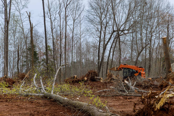 Best Tree and Shrub Care  in Cashmere, WA