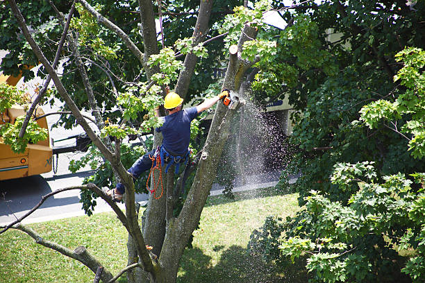 Professional Tree Removal Services in Cashmere, WA