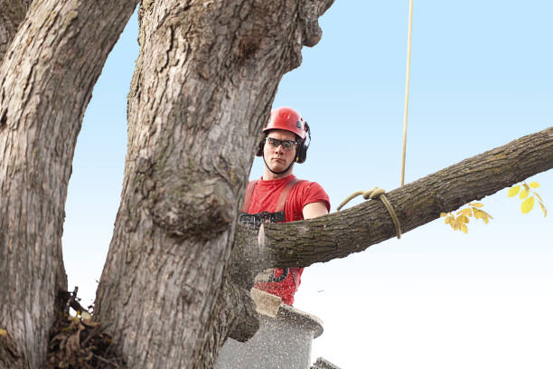 How Our Tree Care Process Works  in  Cashmere, WA